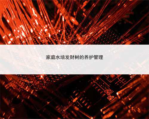 家庭水培发财树的养护管理