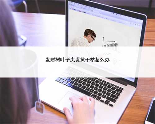 发财树叶子尖发黄干枯怎么办