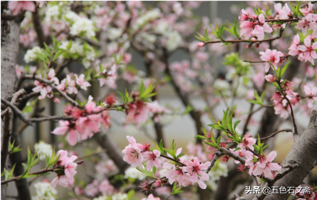 苏辙咏洋州之《此君庵/金橙径/南园/北园》赏析